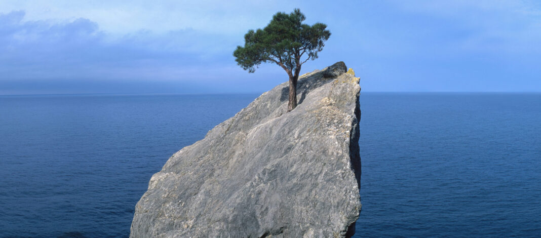 tree that fights for life on a rock grit